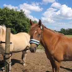 Anden særlig race avelon "solgt"