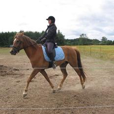 Anden særlig race avelon "solgt"