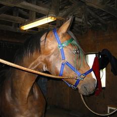 Polsk Varmblod Mir *R.I.P*