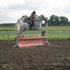 Sportsaraber (A) Habidi