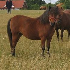 Shetlænder Nørbæks Milla