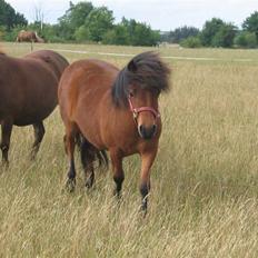 Shetlænder Nørbæks Milla