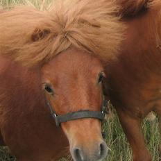 Shetlænder Nørbæks Totter