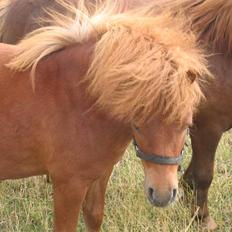 Shetlænder Nørbæks Totter