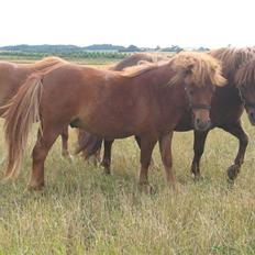 Shetlænder Nørbæks Totter