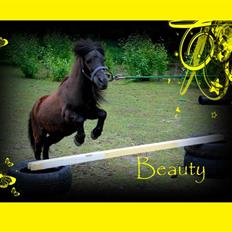 Shetlænder Beauty savner dig !! <3