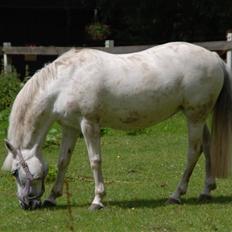 Welsh Mountain (sec A) Josefine smedegård solgt
