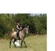 Arabisk fuldblod (OX) Futil OX 3616 *red ham*