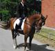 Anden særlig race Flying Fellow: SOLGT (himmelhest)