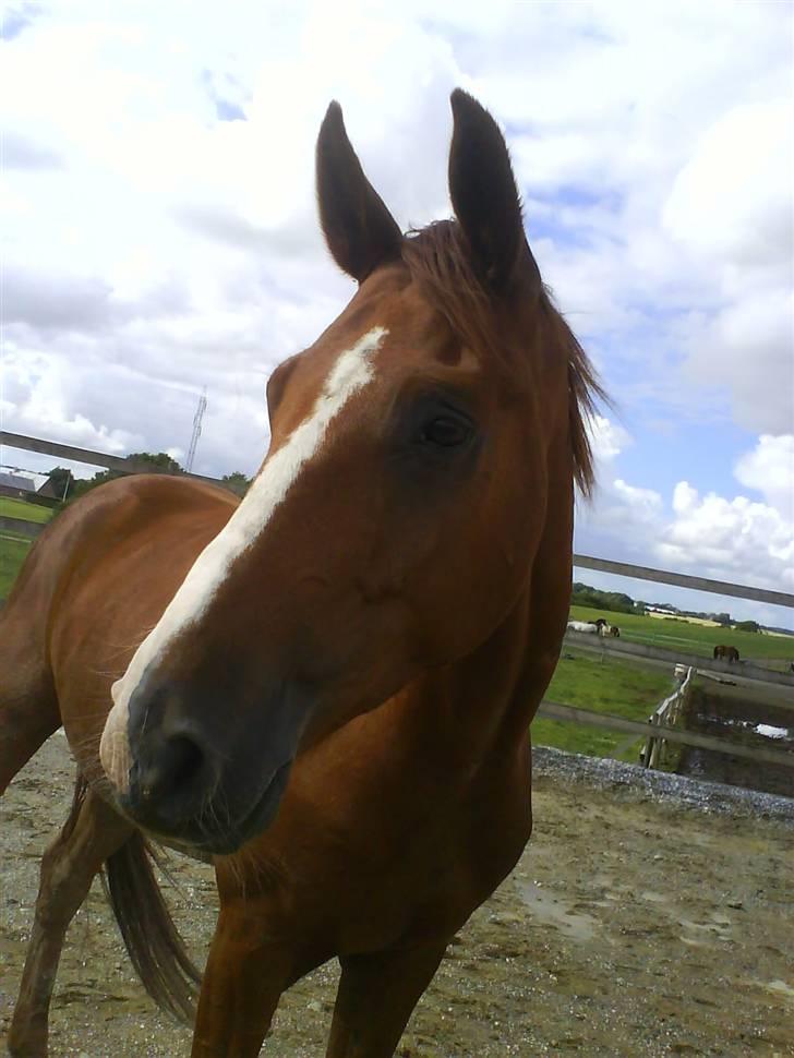 Hannoveraner WeltMeister Walder SOLGT! billede 10