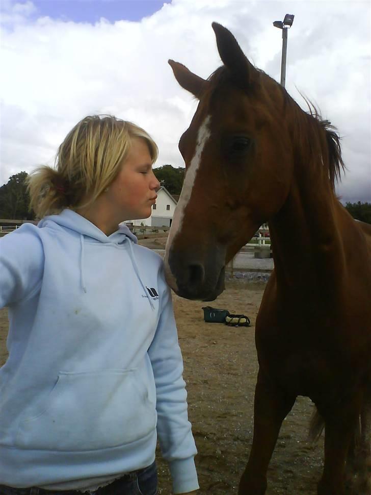 Hannoveraner WeltMeister Walder SOLGT! billede 11