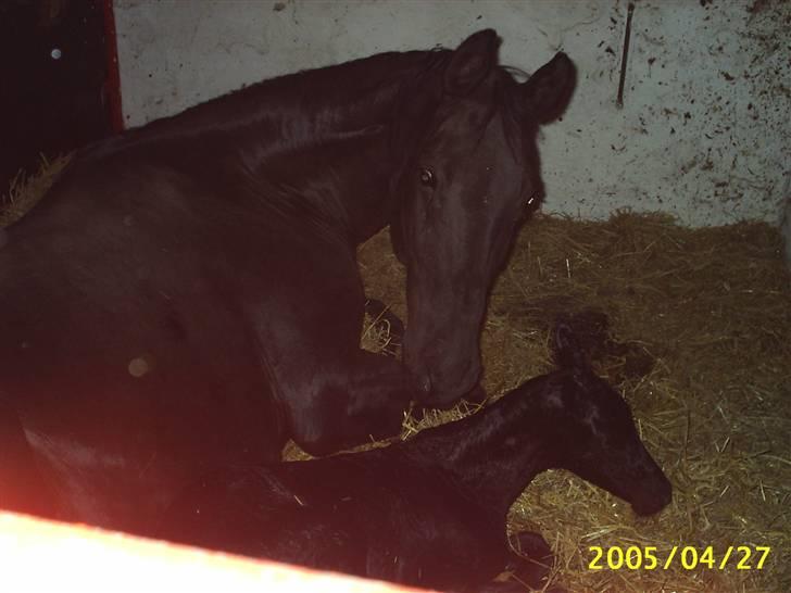 Dansk Varmblod Højbo' Mandalay BRDH - Maddy er lige kommet til verden. Hendes mor Musse hilser hende velkommen billede 2