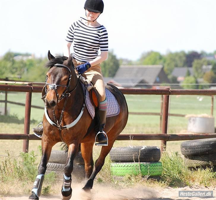 New Forest Loke Charmour Tornando  R.I.P. 14/4 - 2011 - Fotograf: Lisbeth Bendixen billede 12