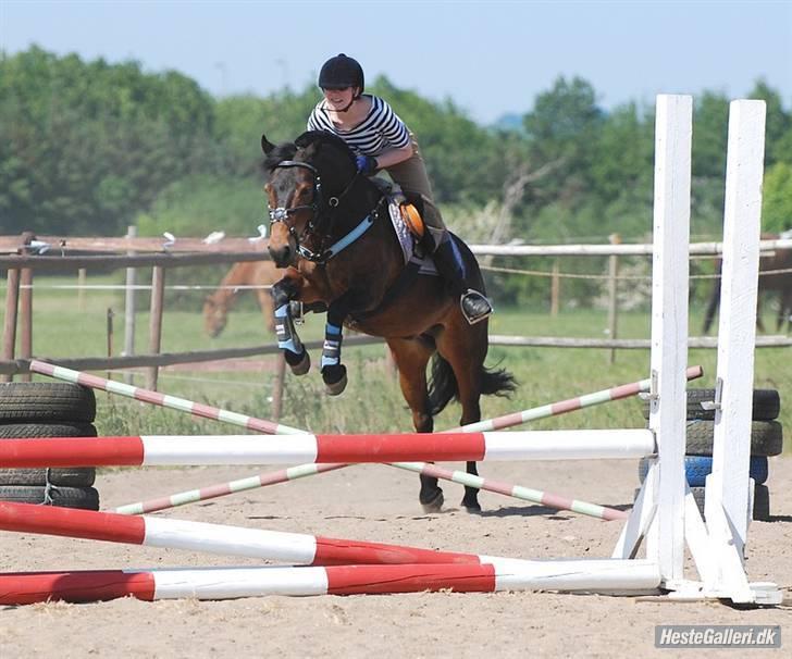 New Forest Loke Charmour Tornando  R.I.P. 14/4 - 2011 - Fotograf: Lisbeth Bendixen billede 14