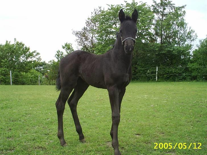 Dansk Varmblod Højbo' Mandalay BRDH - Maddy 1 uge gammel. Har for føste gang fået lov til at gå lidt væk fra sin hønemor billede 3