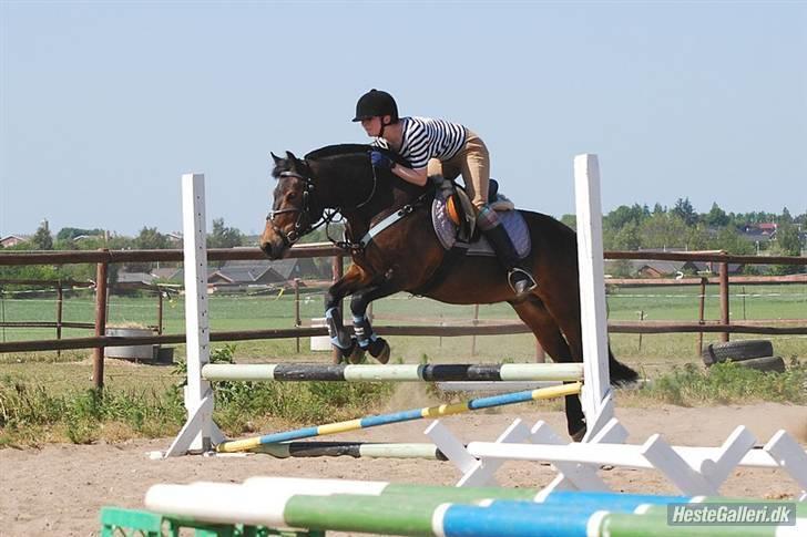 New Forest Loke Charmour Tornando  R.I.P. 14/4 - 2011 - Fotograf: Lisbeth Bendixen billede 16