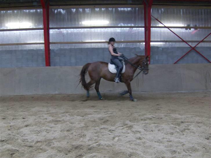 Dansk Varmblod Højbo´s kia-ora ¤solgt¤ billede 7