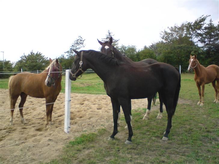 Dansk Varmblod Højbo' Mandalay BRDH - Hilser Princess velkommen i flokken. billede 5