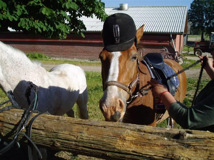 Anden særlig race Lukas / Solgt! :'(  .../  - Lukas , nu med hat billede 7