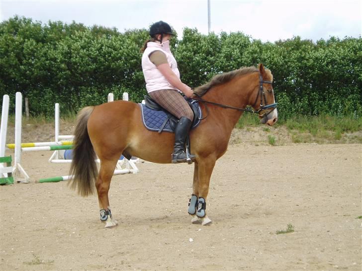 Anden særlig race Lukas / Solgt! :'(  .../  - Dressur 16/6 billede 8