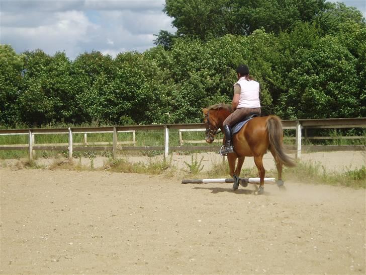 Anden særlig race Lukas / Solgt! :'(  .../  - Dressur 16/6 billede 9