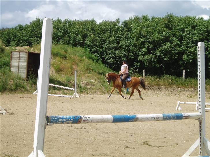 Anden særlig race Lukas / Solgt! :'(  .../  - Dressur 16/6 billede 10