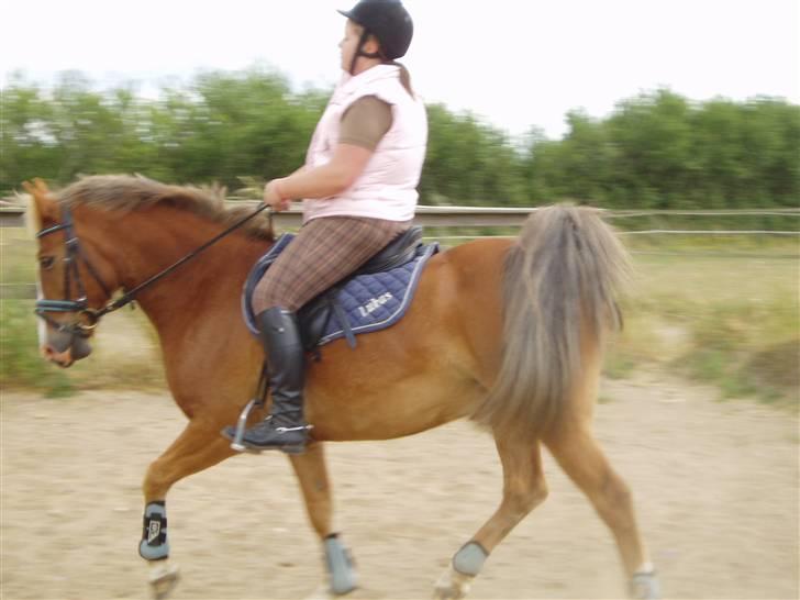 Anden særlig race Lukas / Solgt! :'(  .../  - Dressur 16/6 billede 11