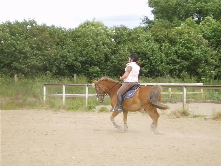 Anden særlig race Lukas / Solgt! :'(  .../  - Dressur 16/6 billede 12