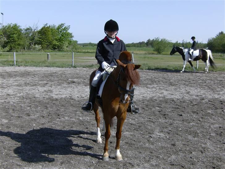 Hollandsk Sportspony Loekie  liht ¤my boy¤ - min skat til stævne lørdag  1plads   billede 5