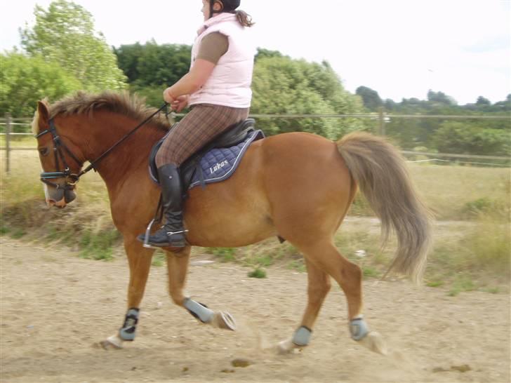 Anden særlig race Lukas / Solgt! :'(  .../  - Dressur 16/6 billede 14