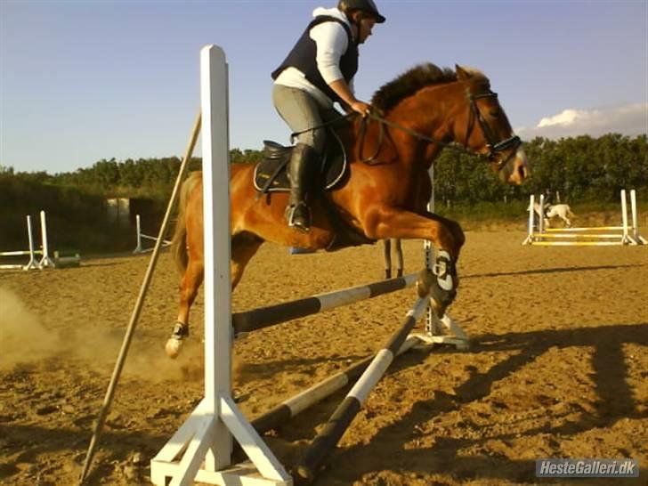 Anden særlig race Lukas / Solgt! :'(  .../  - springning på mosedal billede 16