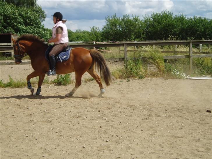 Anden særlig race Lukas / Solgt! :'(  .../  - Dressur 16/6 billede 17