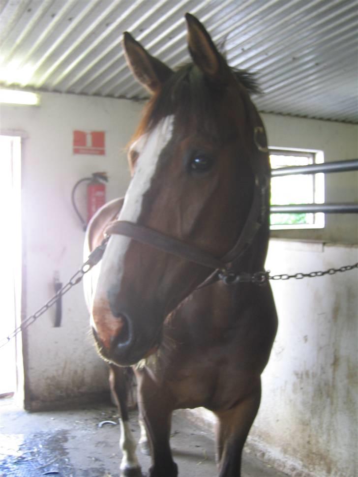 Dansk Varmblod Mango - Lidt snask fra slikstenen på mulen.. Hihi ;D billede 7