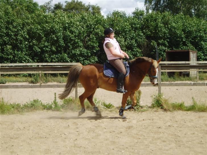 Anden særlig race Lukas / Solgt! :'(  .../  - Dressur 16/6 billede 18