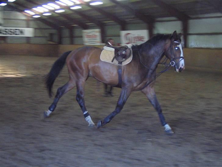 Dansk Varmblod Mango - Trav i longe. Træningsferie ved Connie. "Hun red mig endda i SPRINGsadlen" :P billede 12