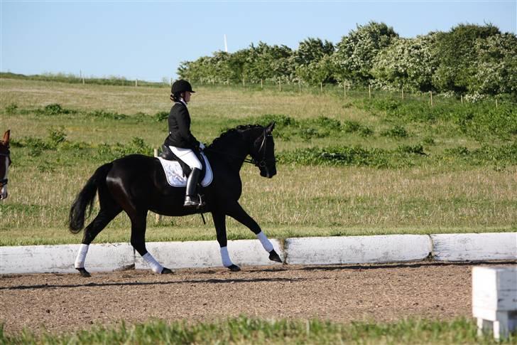 Hannoveraner Gildbjerg´s Black Chanti billede 11