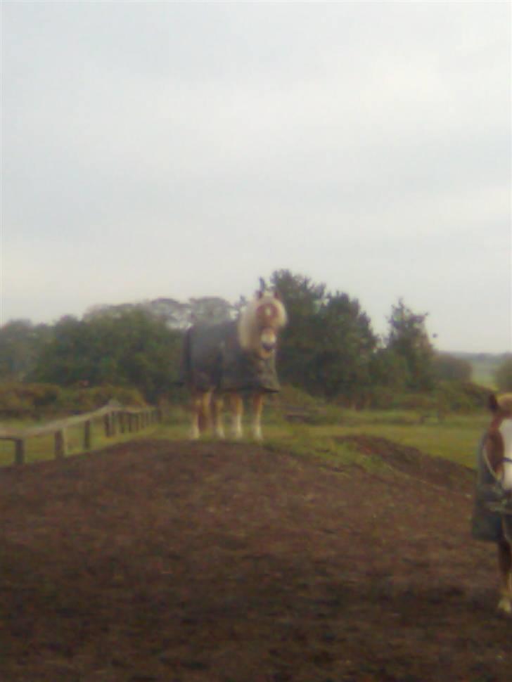 Haflinger Kløvs Wito gammel part:'( - min lille bjer bestier. billede 8