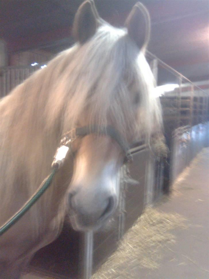 Haflinger Kløvs Wito gammel part:'( billede 9