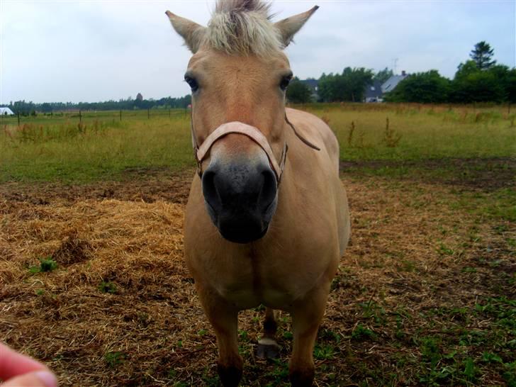 Fjordhest Fie *'solgt'* billede 14