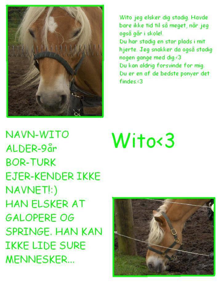 Haflinger Kløvs Wito gammel part:'( - nyt: fra minna tak. ejeren hedder ann-britt billede 13