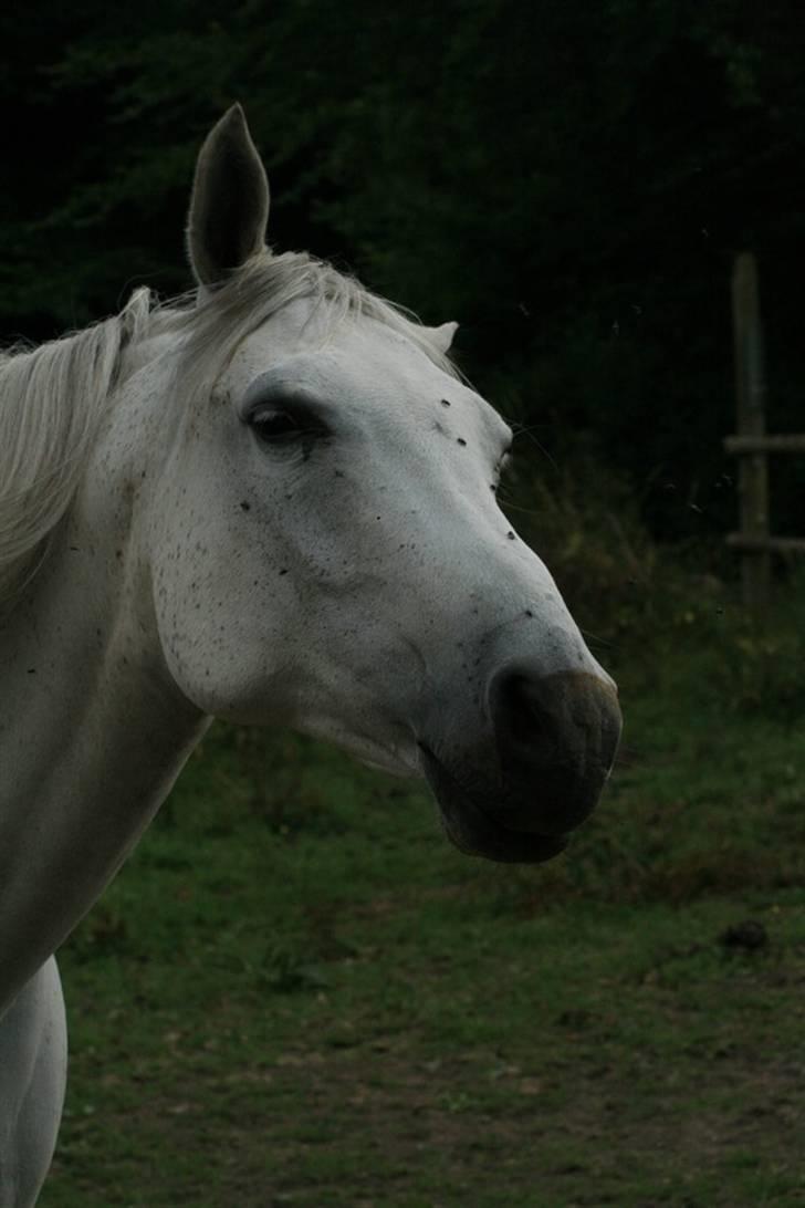 Anden særlig race Shamal *RIP* billede 19