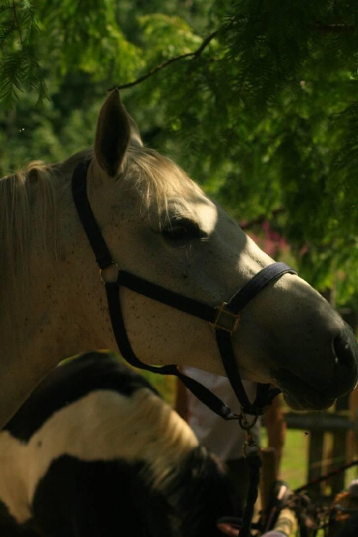 Anden særlig race Shamal *RIP* billede 20