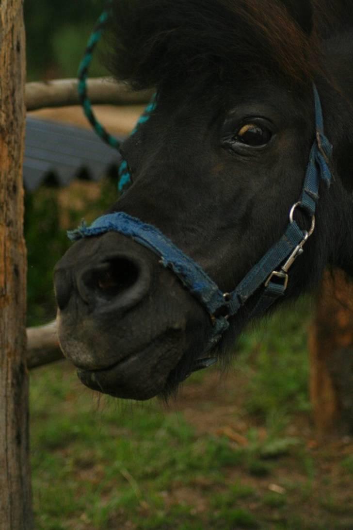Shetlænder Frederik billede 20