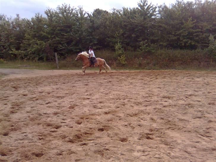 Haflinger Kløvs Wito gammel part:'( billede 17