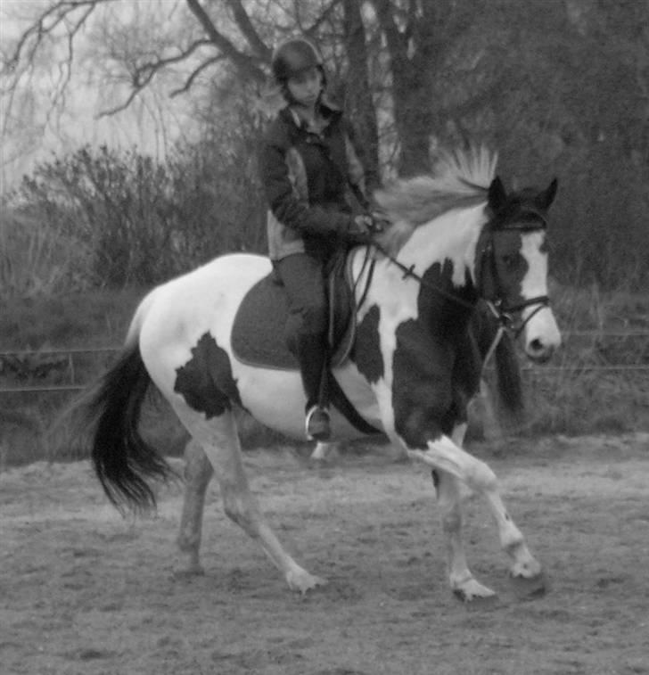 Pinto Chopstick R.I.P billede 11