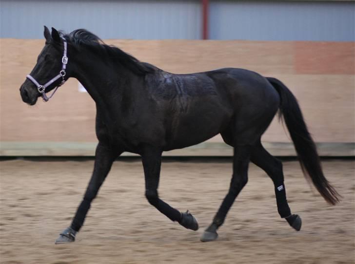 Trakehner Ranette *solgt*  - hun skal sgu godt bevæge dig  billede 2