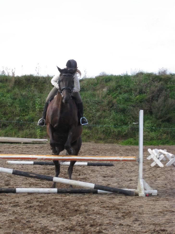 Trakehner Ranette *solgt*  - Første gang jeg sprang på hende (; 08 billede 5