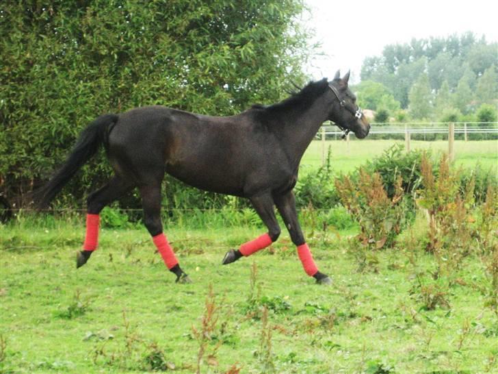 Trakehner Ranette *solgt*  - Hygge på folden billede 8