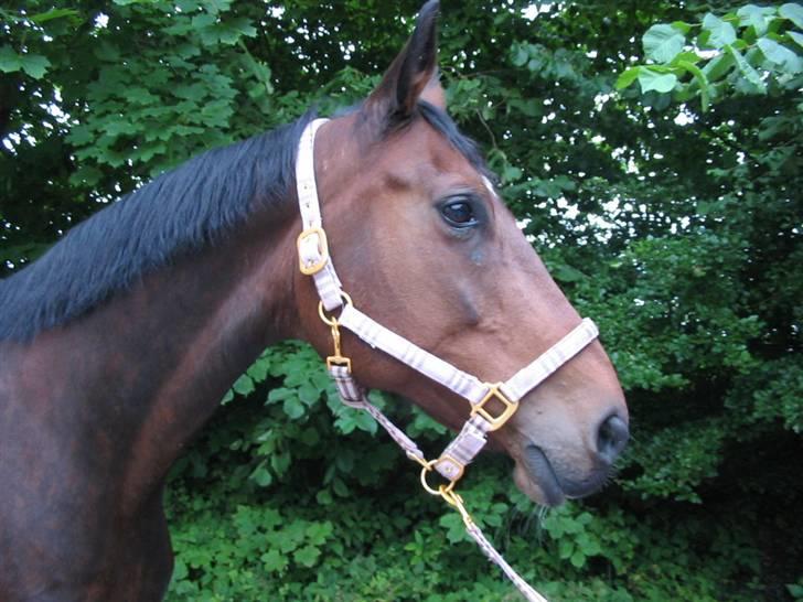 Svensk Varmblod missouri R.I.P. billede 1