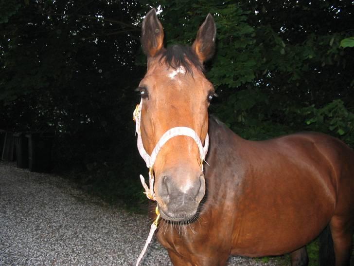 Svensk Varmblod missouri R.I.P. - se mig er jeg ikk sød? billede 2